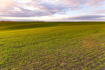 Fototapeta na wymiar Wheat field with blue skies, clouds. Nature Landscape. Rural Scenery in Ukraine. Rich harvest Concept. 