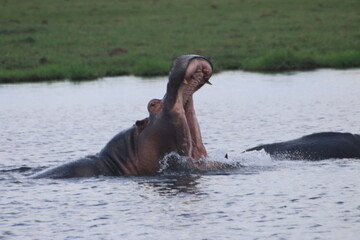 Fototapeta premium Hippopotame Zimbabwe