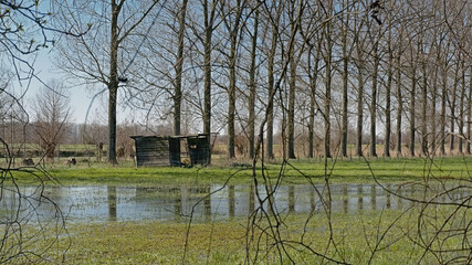 Row of poplars and shed along a flooded meadow in the Flemish countryside