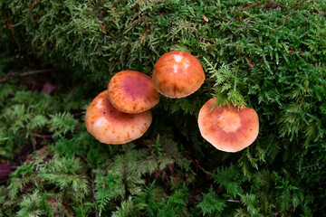 Group of brown mushroom grow by tree trunk in green moss. Beautiful autumnal fungi in forest.