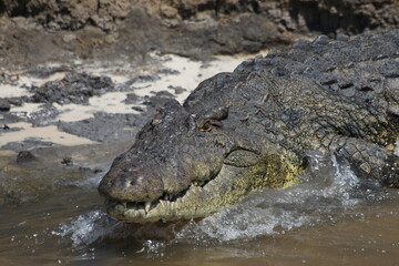 Crocodile