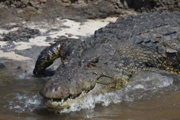 Fototapeta premium Crocodile