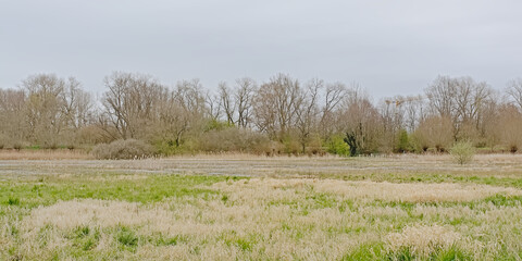 Early spring marsh landscape in Bourgoyen nature reserve, Ghent, Belgium