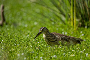 great heron on grass