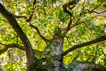 Magnolia tree seen from below