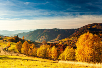Autumn day Ukrainian Carpathians colorful trees, with the sun shining haze gentle rays with spectacular lighting effects. beech birch is very beautiful on the background of blue mountains