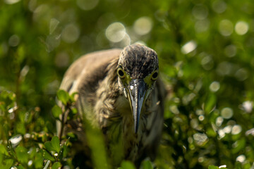 great heron on grass