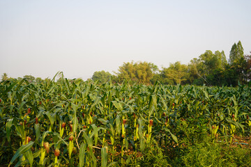 Corn field close up. Selective focus. Green Maize Corn Field Plantation in Summer Agricultural Season.