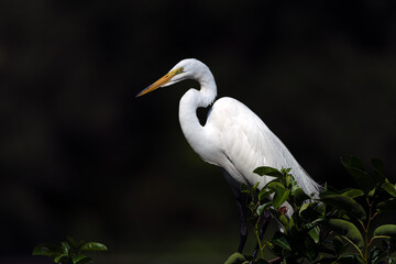 Great white egret