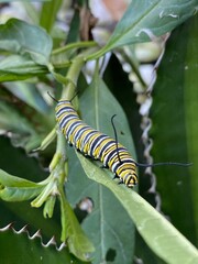 Monarch butterfly caterpillar on a leaf