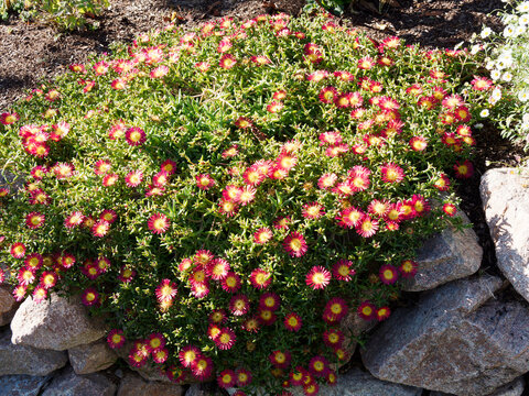 Delosperma cooperi. Pourpier de Cooper ou d&eacute;losperme de Cooper 'Merveille de feu' &agrave; floraison rampante et abondante tapissant un muret