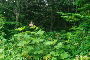 natural landscape, wild vegetation on the forest edge