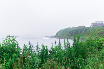 blurred seashore landscape, focus on near grass