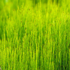 Fototapeta na wymiar natural background - green grassy vegetation close up