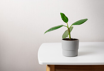 Potted young ficus elastic tree on white table. botanical background. Home decor and gardening concept. copy space