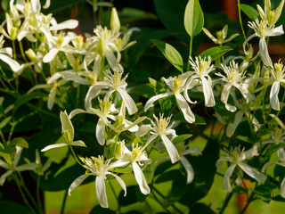 Clematis flammula | Clématite flammette - Clématite flamme - Clématite odorante - Clématire brûlante - Herbe aux gueux. Floraison étoilée blanc-crème, abondante et parfumée
