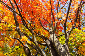 Looking up into maple trees in full fall foliage.  Bright sunny October day.