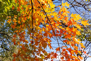 Looking up into maple trees in full fall foliage.  Bright sunny October day.