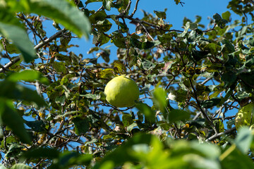 Coings sur une branche de cognassier