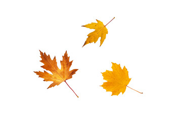 collection of autumn leaves isolated on white background with clipping. Leaf of oak, maple, hawthorn, aspen. red and yellow foliage. 