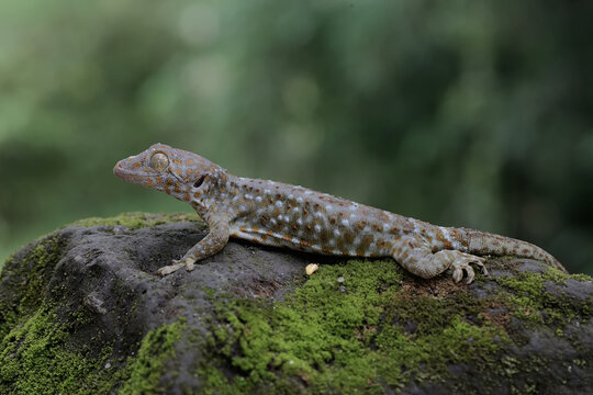 A tokay gecko is basking on moss-covered ground. This reptile has the scientific name Gekko gecko.