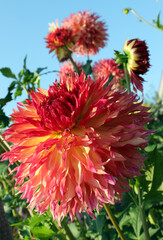 red-yellow dahlia blooms in a flower bed surrounded by other flowers
