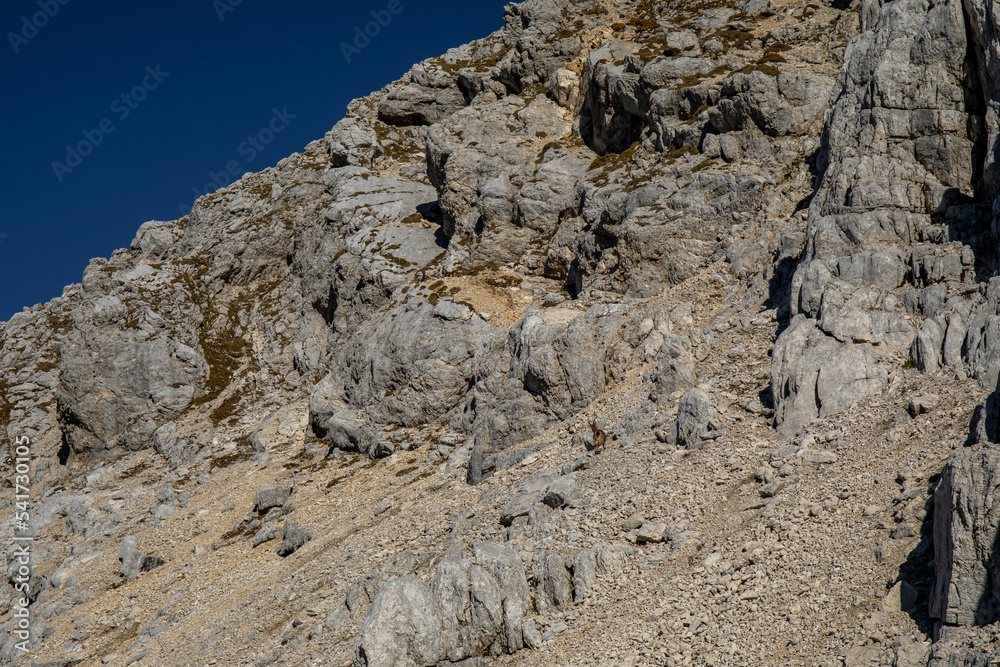 Wall mural alpine ibex picture taken in julian alps, slovenia