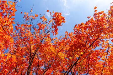 Looking up into maple trees in full fall foliage.  Bright sunny October day.