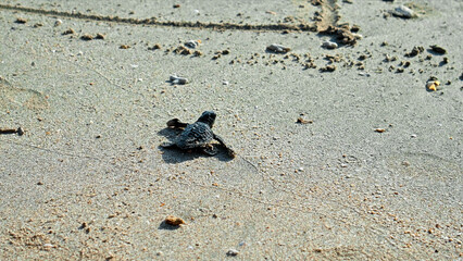 The turtles in nature just born, run in the sand by the seashoreturtles in nature just born, run in the sand by the seashore