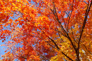Looking up into maple trees in full fall foliage.  Bright sunny October day.