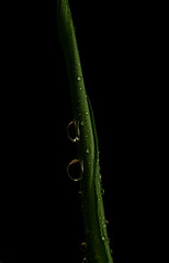 Dark green leaf with water drops close up. Floral background for the screensaver.