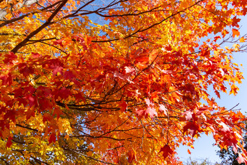 Looking up into maple trees in full fall foliage.  Bright sunny October day.