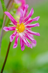 Obraz premium Dahlie (Dahlia)