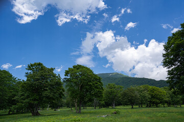 初夏の雄大な空と調和する妙高の山（笹ヶ峰遊歩道から）