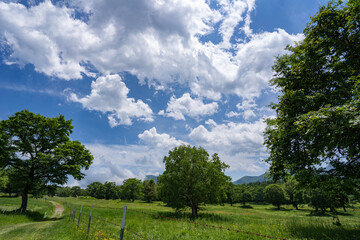 初夏の笹ヶ峰と初夏のにぎやかな夏雲