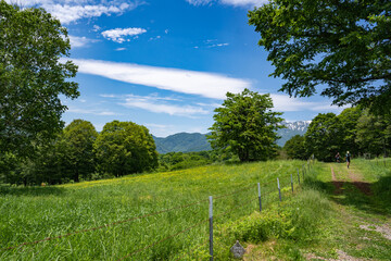 Fototapeta na wymiar 初夏の笹ヶ峰遊歩道から眺望する青い空と山々