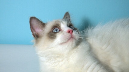 Cute white fluffy cat. Ragdoll kitty.