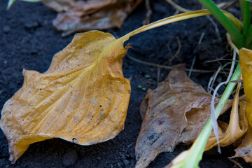 The concept of natural dying in nature. A view of a dry and yellow plant that has dried up naturally. Autumn