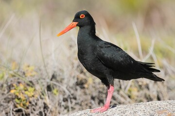 Closeup of a  African oystercatcher perched on a stone against a blurred background