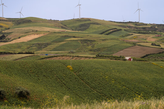 View of the countryside, Bizerte region - northern tunisia