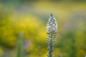 View of the countryside, Bizerte region - northern tunisia