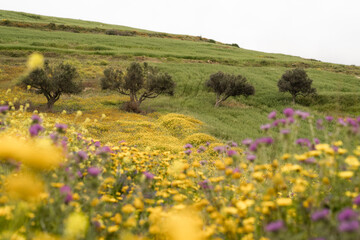 View of the countryside, Bizerte region - northern tunisia