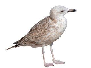 White and grey seagull