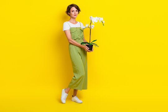 Full Body Photo Of Pretty Young Lady Holding 8 March Present Orchid Shopping Dressed Stylish Khaki Look Isolated On Yellow Color Background