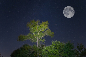 Fototapeta na wymiar night forest on starry sky with fool moon, night outdoor scene