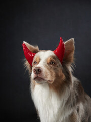 dog in horn. halloween pet on black background. Border Collie