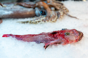 fresh fish at the fish market