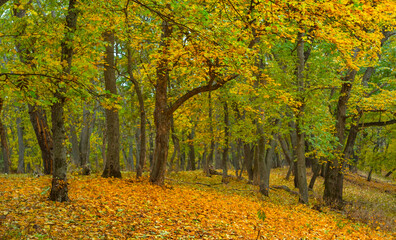 autumn forest glade with red dry leaves, natural seasonal outdoor background