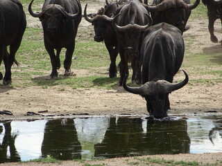 Obraz premium Buffle