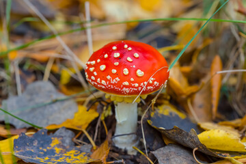 closeup red fly agaric mushroom in forest, natural autumn forest background